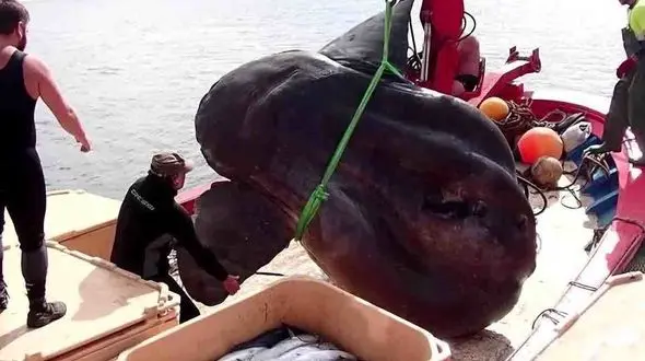 شکار غول پیکرترین ماهی  / نزدیک بود جرثقیل بشکند + فیلم