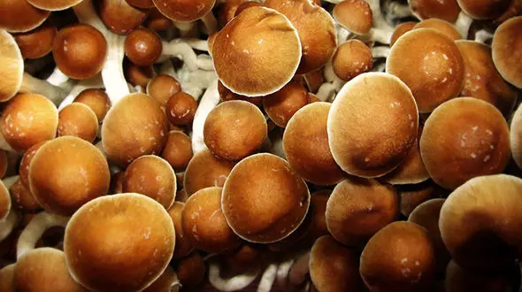 ماشروم یا ماجیک ماشروم چیست؟ + قارچ جادویی توهمات بی پایان