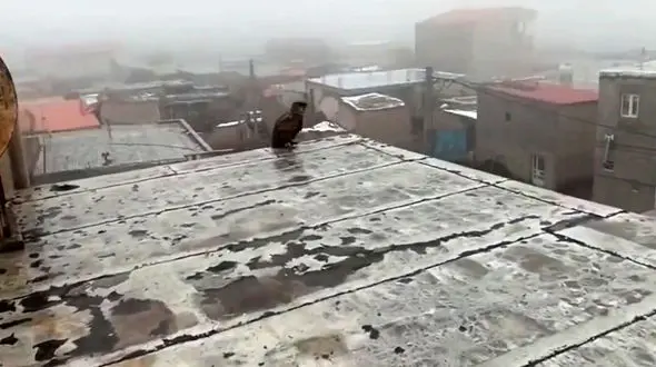 فیلم جغدی که هر شب به قفس پرنده ها دستبرد می زد با مهربانی اهالی میانه آزاد شد