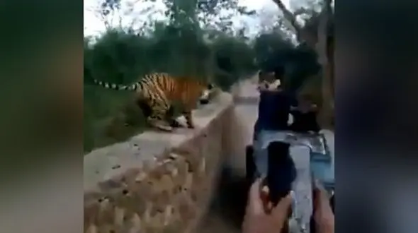 وحشت گردشگران هندی از یک ببر + فیلم