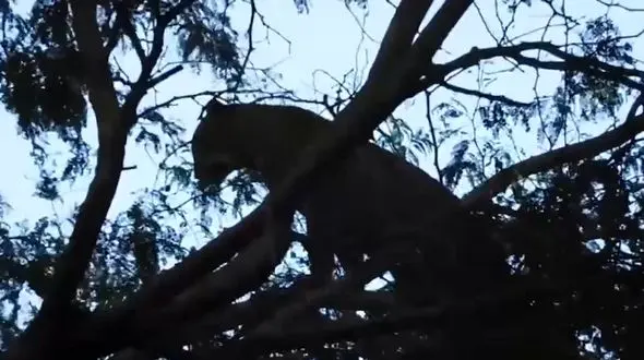 ببینید / نبرد خونین پلنگ و بابون روی درخت! / پلنگی که با جانش بازی کرد !