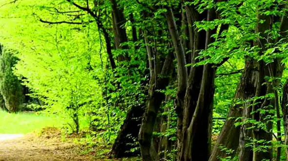 از جاده های سوییس تا دریای سرخ عربستان