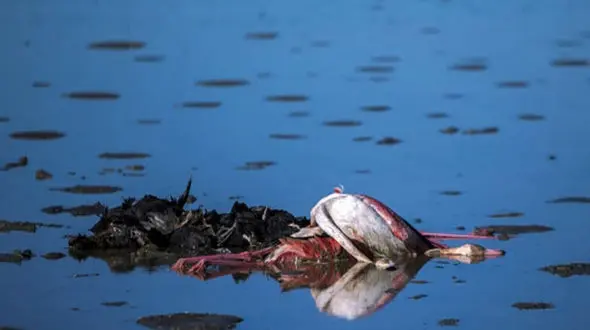 تلفات فاجعه بار میانکاله ۶ هزار تایی شد + عکس