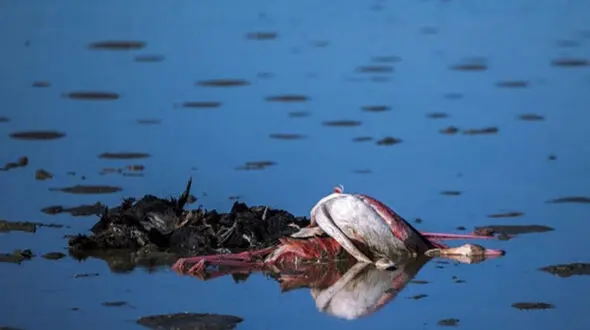 تلفات فاجعه بار میانکاله ۶ هزار تایی شد + عکس