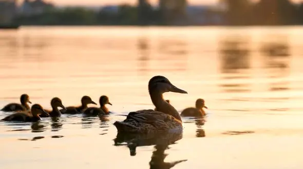 منتشر شد / نماهنگ " که خوردم از دهان بندی در این دریا " با صدای همایون شجریان + فیلم 