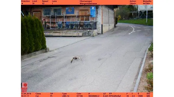 عجیب / ثبت سرعت غیرمجاز یک اردک با دوربین پلیس + عکس دیدنی