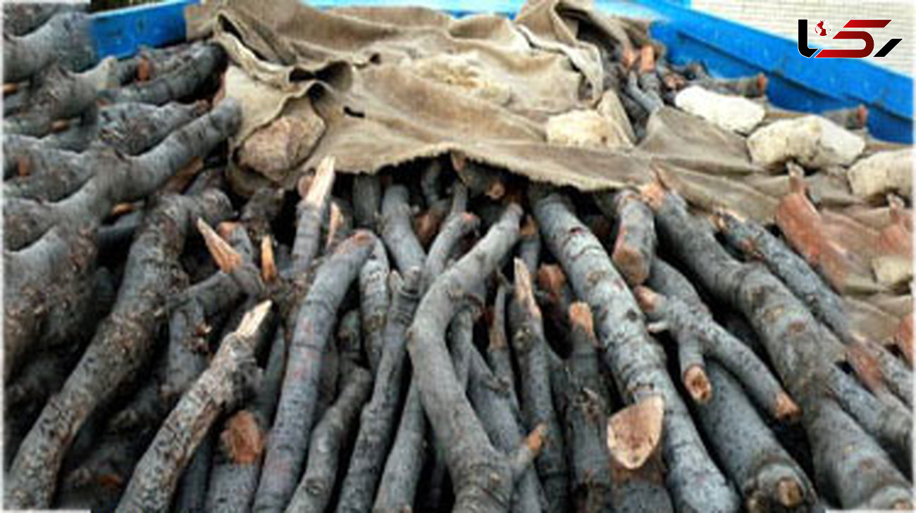 کشف ۶ تن چوب قاچاق در رامسر