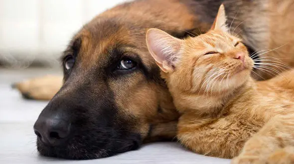 انقلاب کرونایی در چین: ممنوعیت خوردن گوشت سگ و گربه 