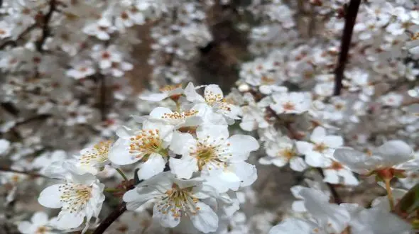 شکوفه‌ های بهاری لارستان: ترکیبی از آرامش و زیبایی + عکس