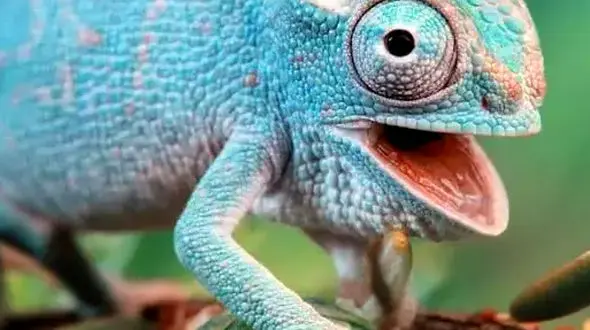 محافظت زرافه از بچه اش در برابر کفتارها