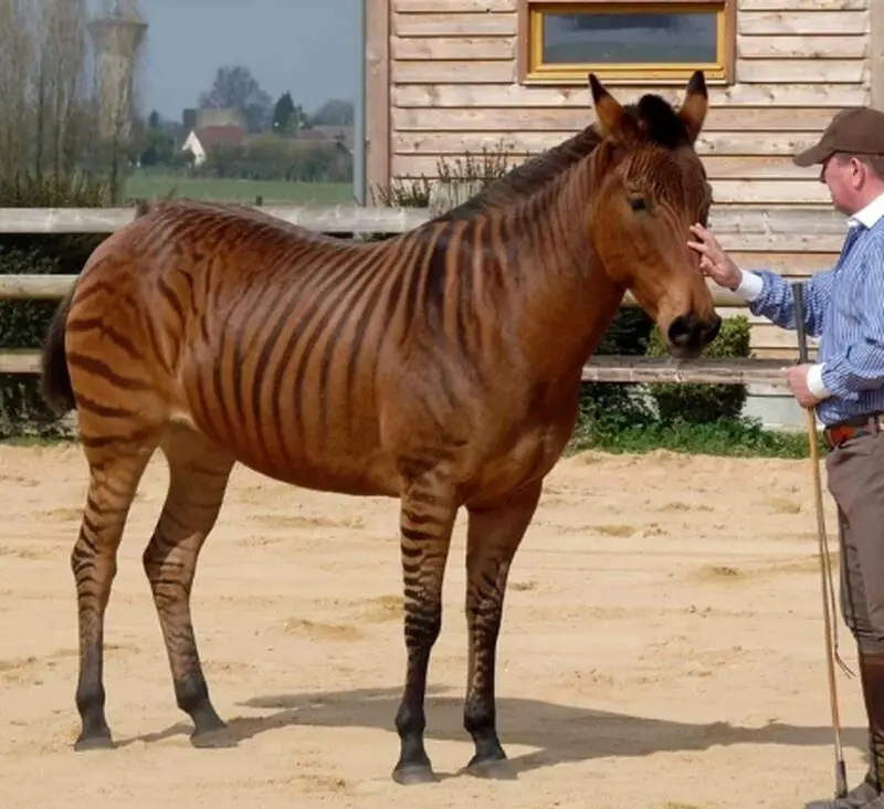 زورس (Zorse)