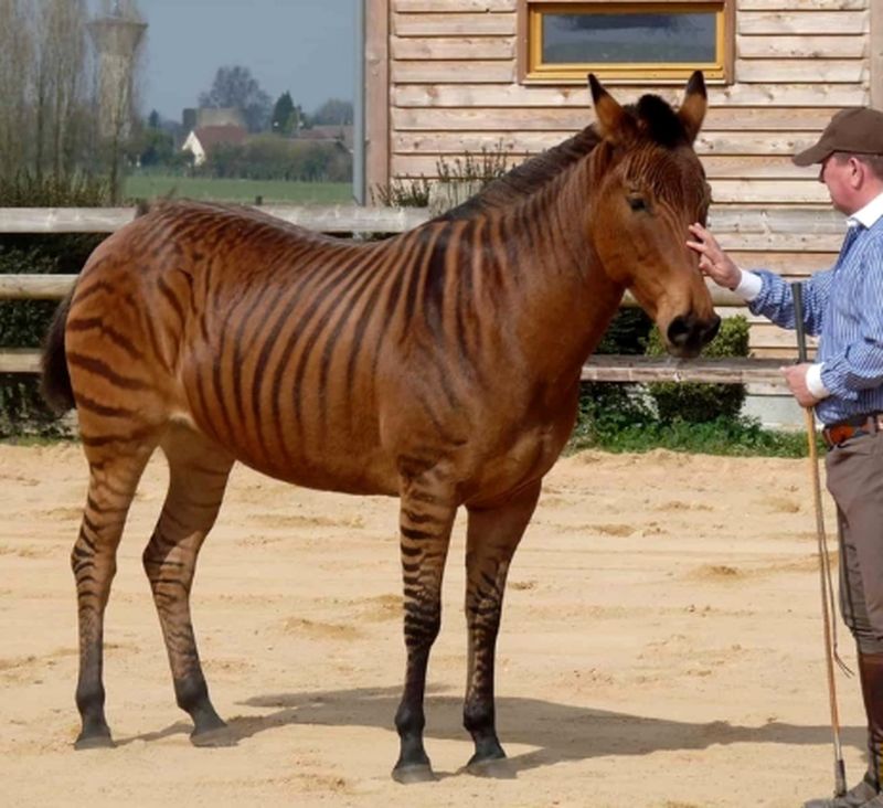 زورس (Zorse)