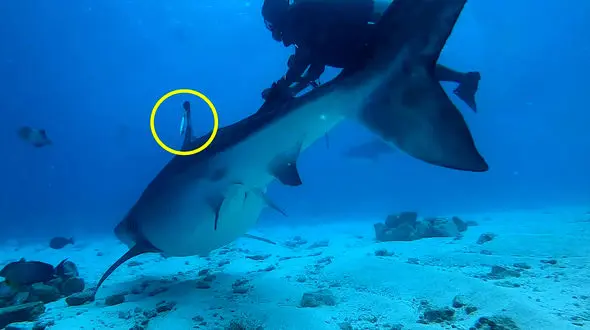 فیلم لحظه بیرون کشیدن قلاب مرگ از بدن کوسه 