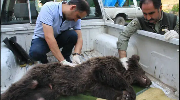 مرگ توله خرس قهوه‌ ای در گرگان / او با شلیک شکارچی فلج شده بود + عکس های تلخ