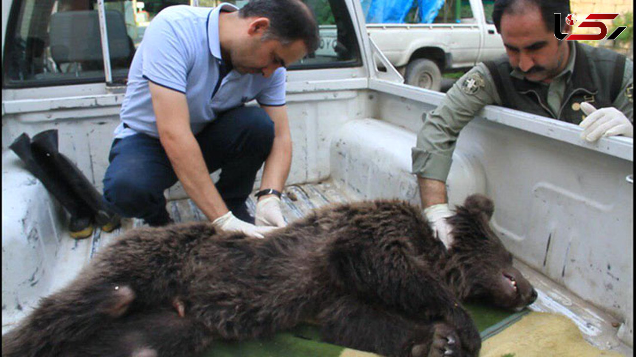 مرگ توله خرس قهوه‌ ای در گرگان / او با شلیک شکارچی فلج شده بود + عکس های تلخ
