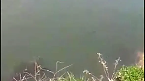 فیلم تاسف بار از ورود فاضلاب بیمارستانی به رودخانه " دز "  دزفول 