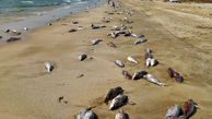 مرگ  15 تن گربه ماهی  در ساحل جاسک /برای دومین بار در فروردین ماه