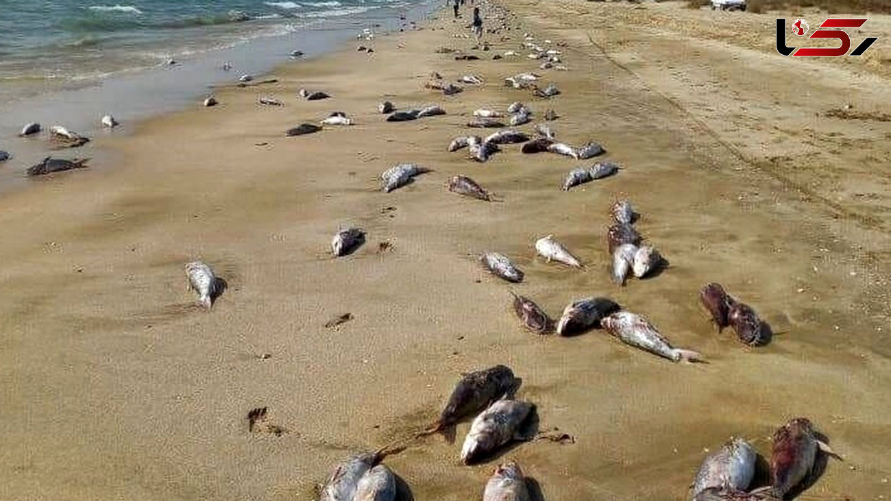 مرگ  15 تن گربه ماهی  در ساحل جاسک /برای دومین بار در فروردین ماه