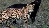 دو چهره از حیات وحش