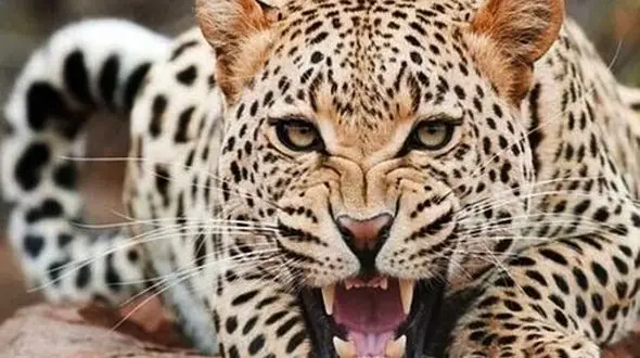 فیلم حرف زدن جالب فعال محیط زیست با پلنگ ایرانی/ واکنش پلنگ را ببینید