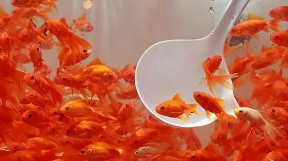 ماهی قرمز را در آب‌های آزاد کشور رها نکنید