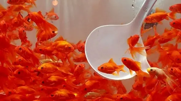 ماهی قرمز را در آب‌های آزاد کشور رها نکنید