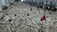دلایل گرانی مرغ در بازار/ مرغداران تولید را کاهش دادند