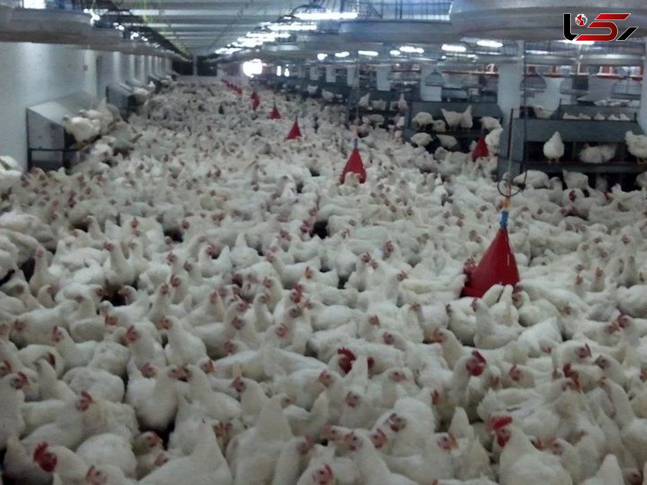 دلایل گرانی مرغ در بازار/ مرغداران تولید را کاهش دادند