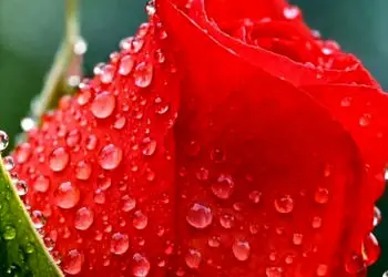 فال و طالع بینی امروز 5 تیر ماه 1405