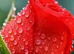 فال و طالع بینی فردا 21 مرداد ماه 1405
