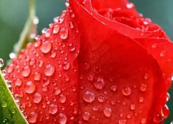 فال و طالع بینی فردا 21 مرداد ماه 1405