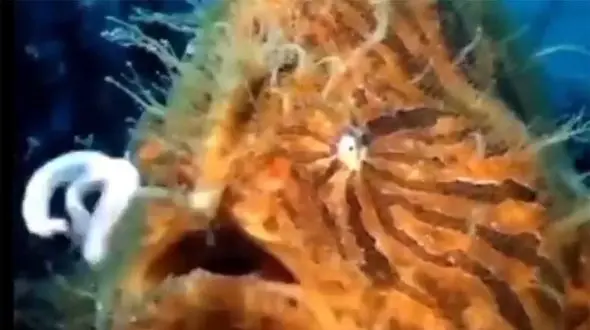 فیلم عجیب ترین شکار جهان ! / باورنکردنی از این حیوان !