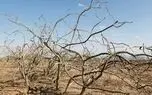 مهاجرت پسته کاران رفسنجان به آمریکا / دولتمردان ایران تغییر اقلیم را درک نکرده اند