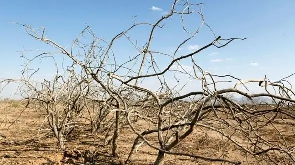 مهاجرت پسته کاران رفسنجان به آمریکا / دولتمردان ایران تغییر اقلیم را درک نکرده اند