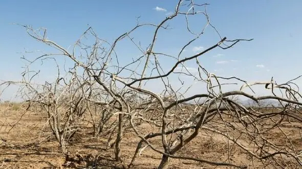مهاجرت پسته کاران رفسنجان به آمریکا / دولتمردان ایران تغییر اقلیم را درک نکرده اند