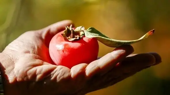 برداشت خرمالو از باغ‌ های شیراز؛ تصاویر جذاب و دیدنی
