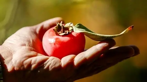 برداشت خرمالو از باغ‌ های شیراز؛ تصاویر جذاب و دیدنی