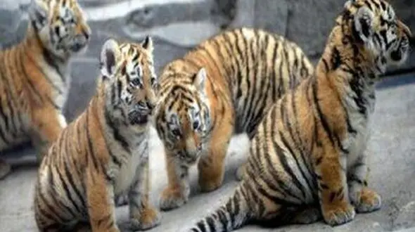 7 توله ببر باغ وحش مشهد جان باختند / دستور ویژه صادر شد