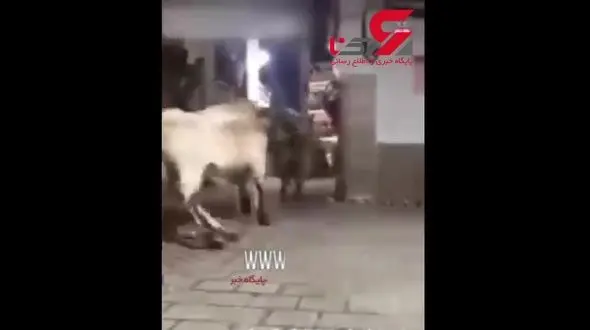  گاو وحشی این بار به دیوار کوبید + تصویر