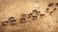 ساخت سم طبیعی برای از بین بردن مورچه ها
