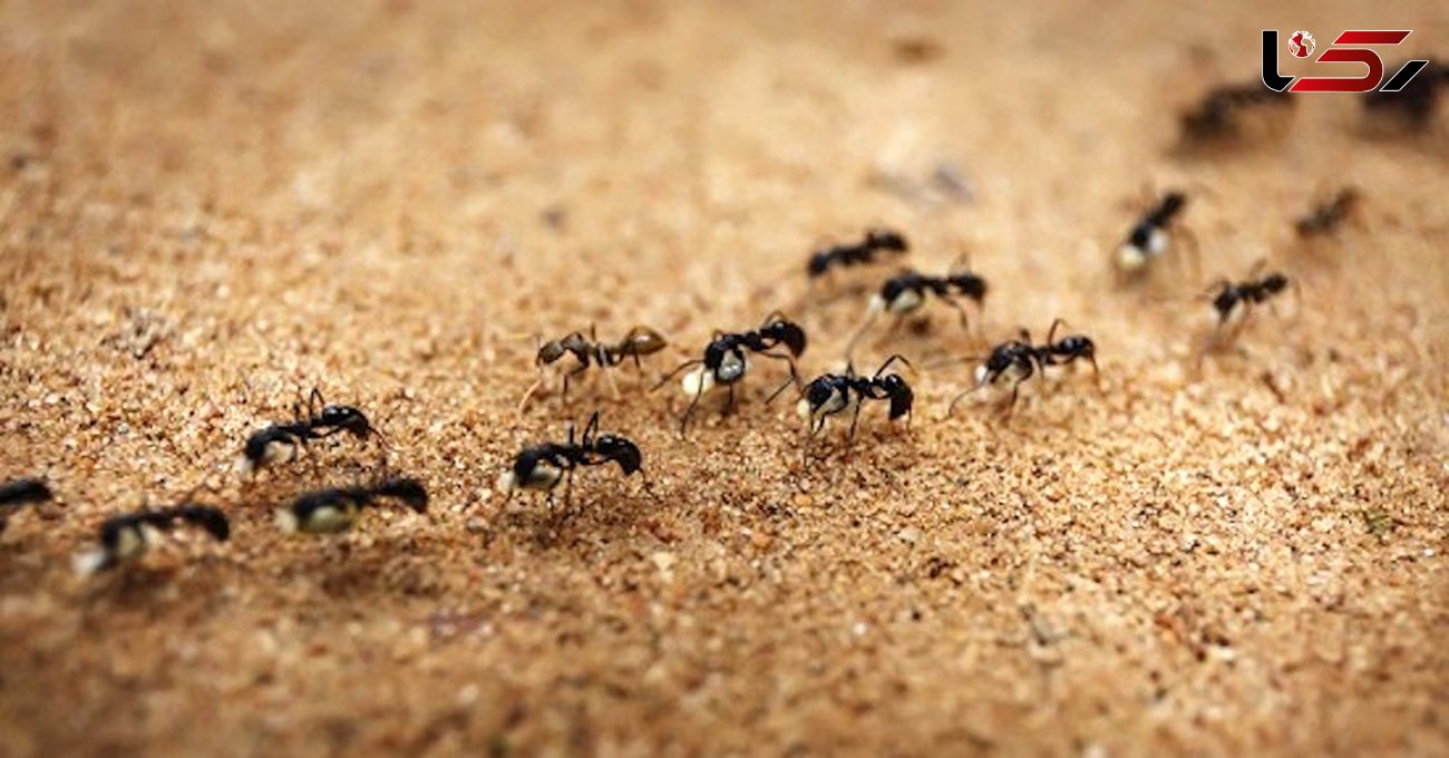 ساخت سم طبیعی برای از بین بردن مورچه ها