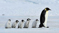 ببینید / گفت و گوی با مزه مادر فرزندی پنگوئن ها + فیلم 
