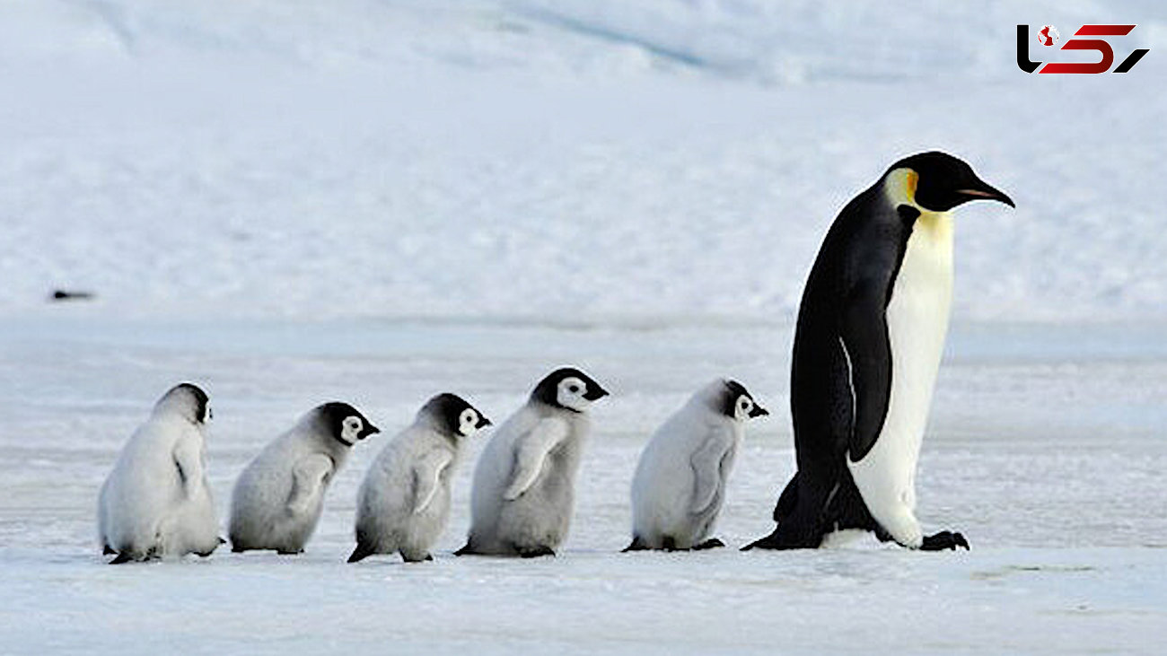 ببینید / گفت و گوی با مزه مادر فرزندی پنگوئن ها + فیلم 