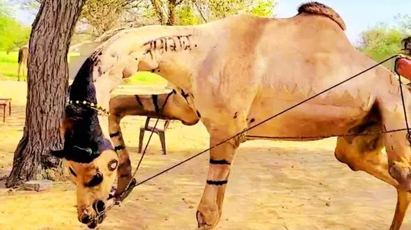 فیلم شتر رقاص / رقص هندی  باورنکردنی شتری که تتو دارد، آرایش کرده !