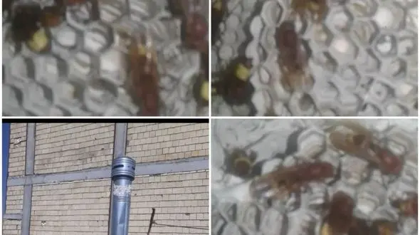 فرار از مرگ خانواده گلستانی با هوشیاری مادر / کشف کندوی زنبور در لوله بخاری! + عکس