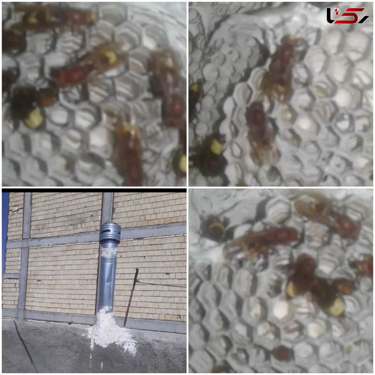 فرار از مرگ خانواده گلستانی با هوشیاری مادر / کشف کندوی زنبور در لوله بخاری! + عکس