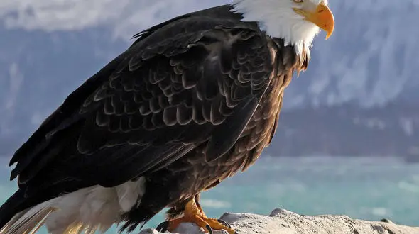 از حمله عقاب به دسته فلامینگوها تا زیبایی های آهو