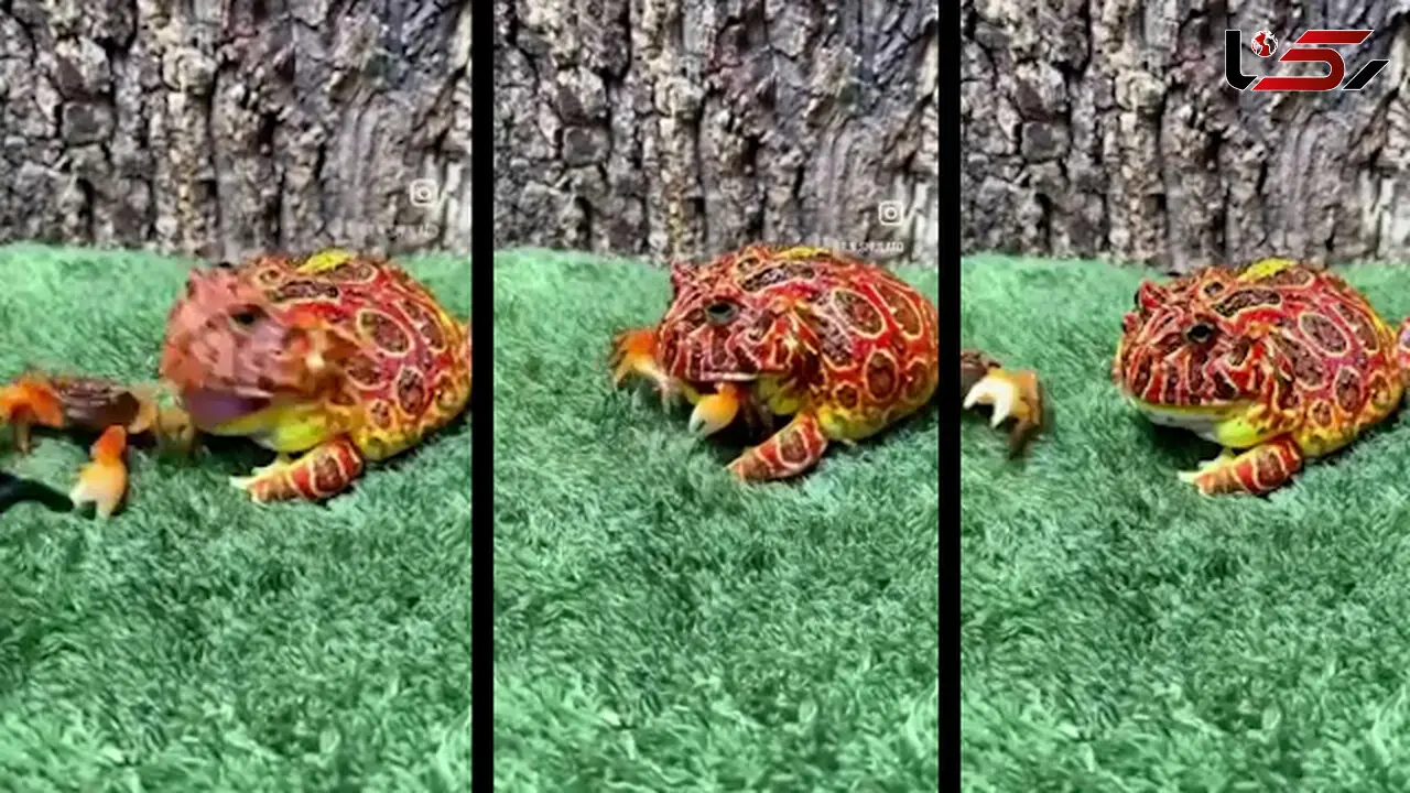  نتیجه دردناک حمله یک قورباغه سمی برای بلعیدن خرچنگ