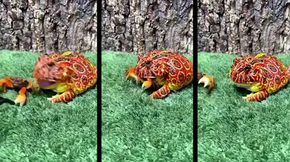  نتیجه دردناک حمله یک قورباغه سمی برای بلعیدن خرچنگ