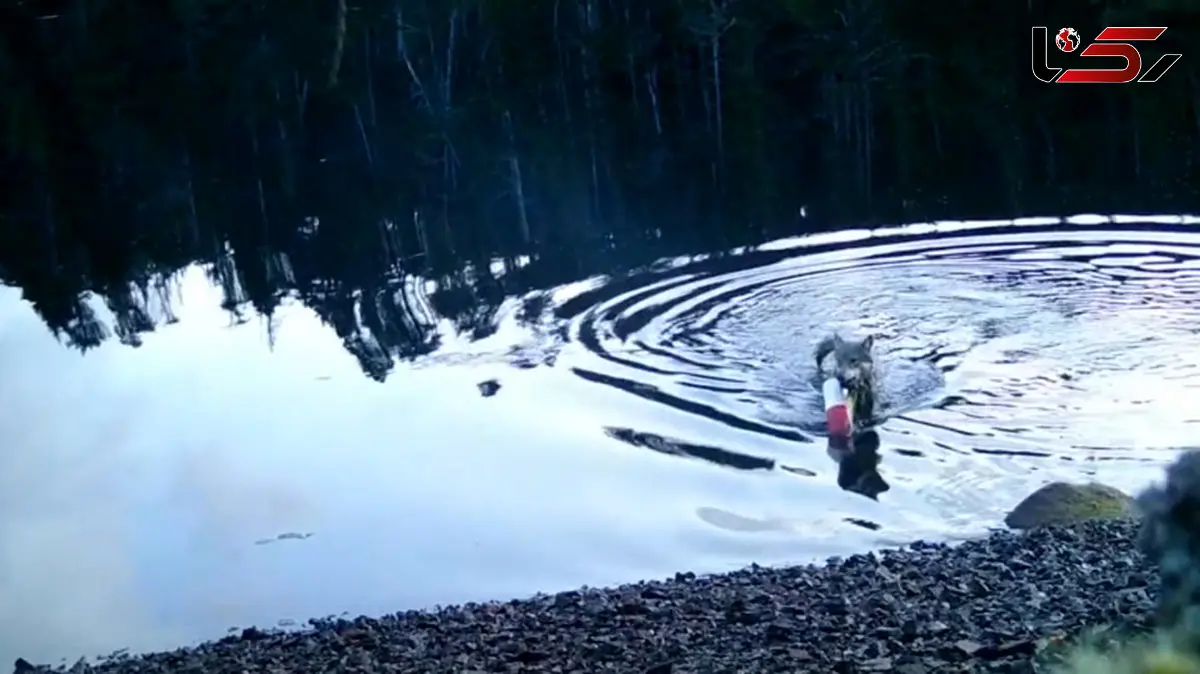 فیلم ماهیگیری گرگ؛ چگونه با تور انسان‌ ها ماهی صید می‌ شود؟